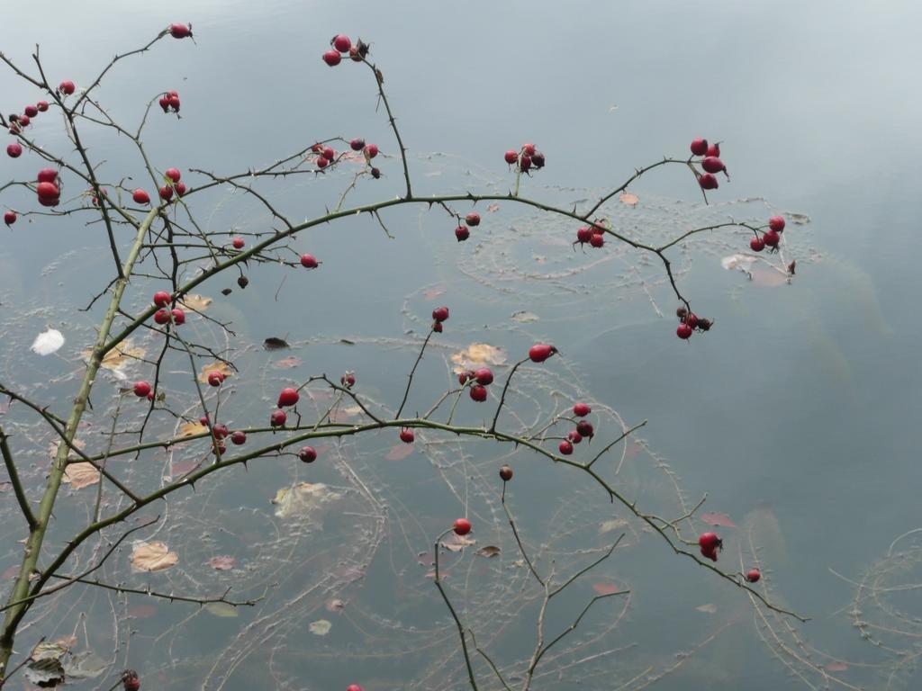 فندق Plitvička Jezeraفي  Plitvice Pansion Lovric المظهر الخارجي الصورة